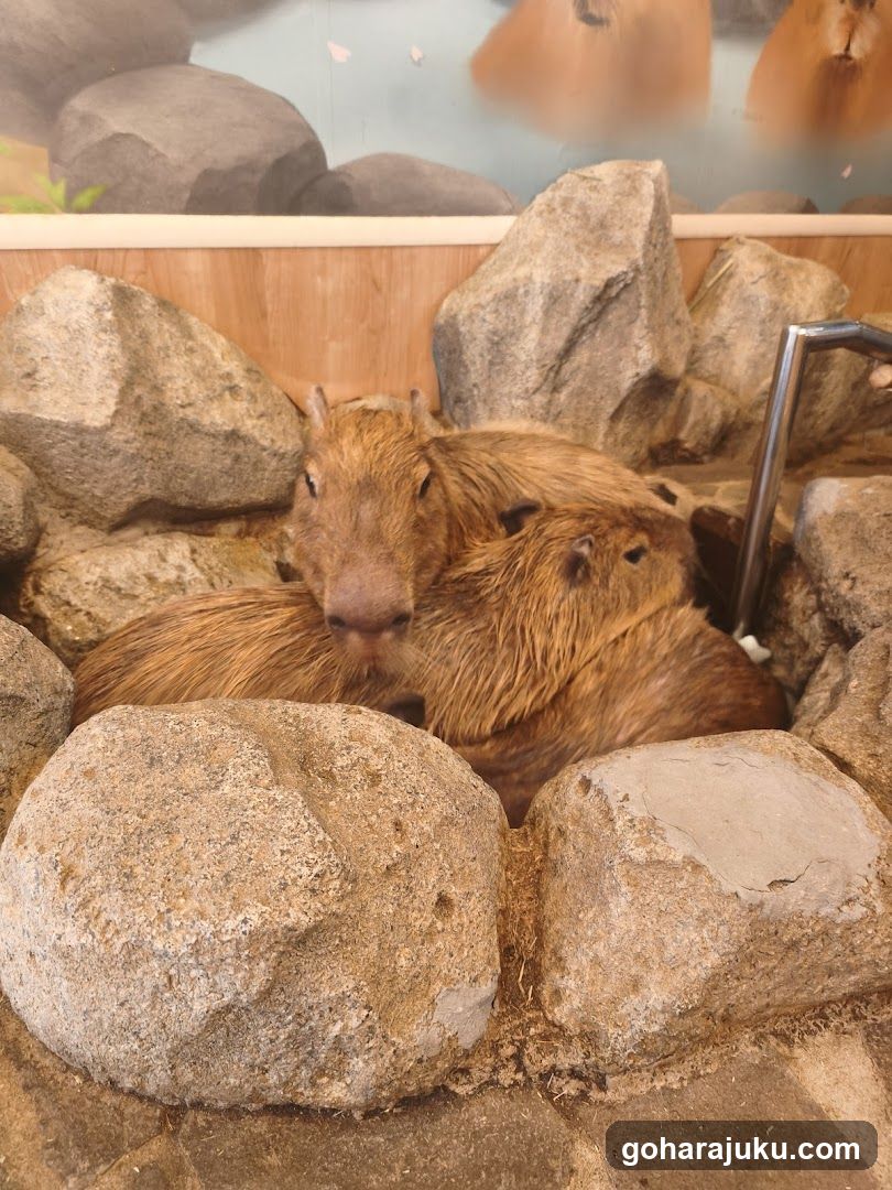 Capybara in enclosure