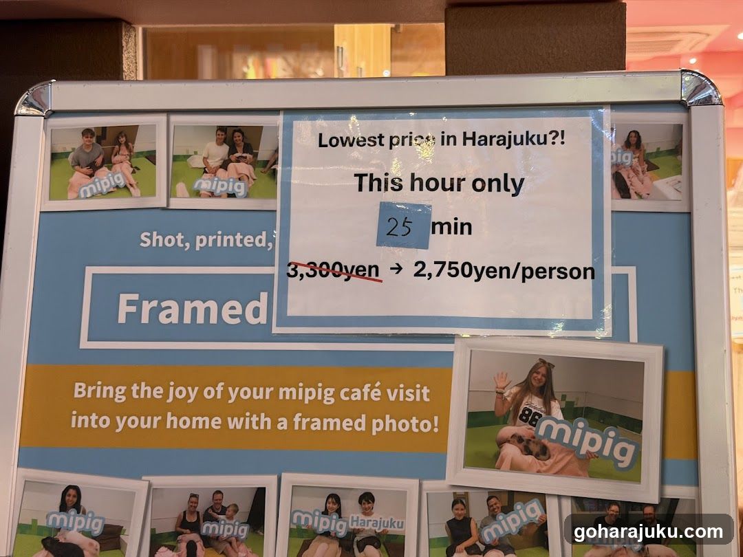 mipig cafe