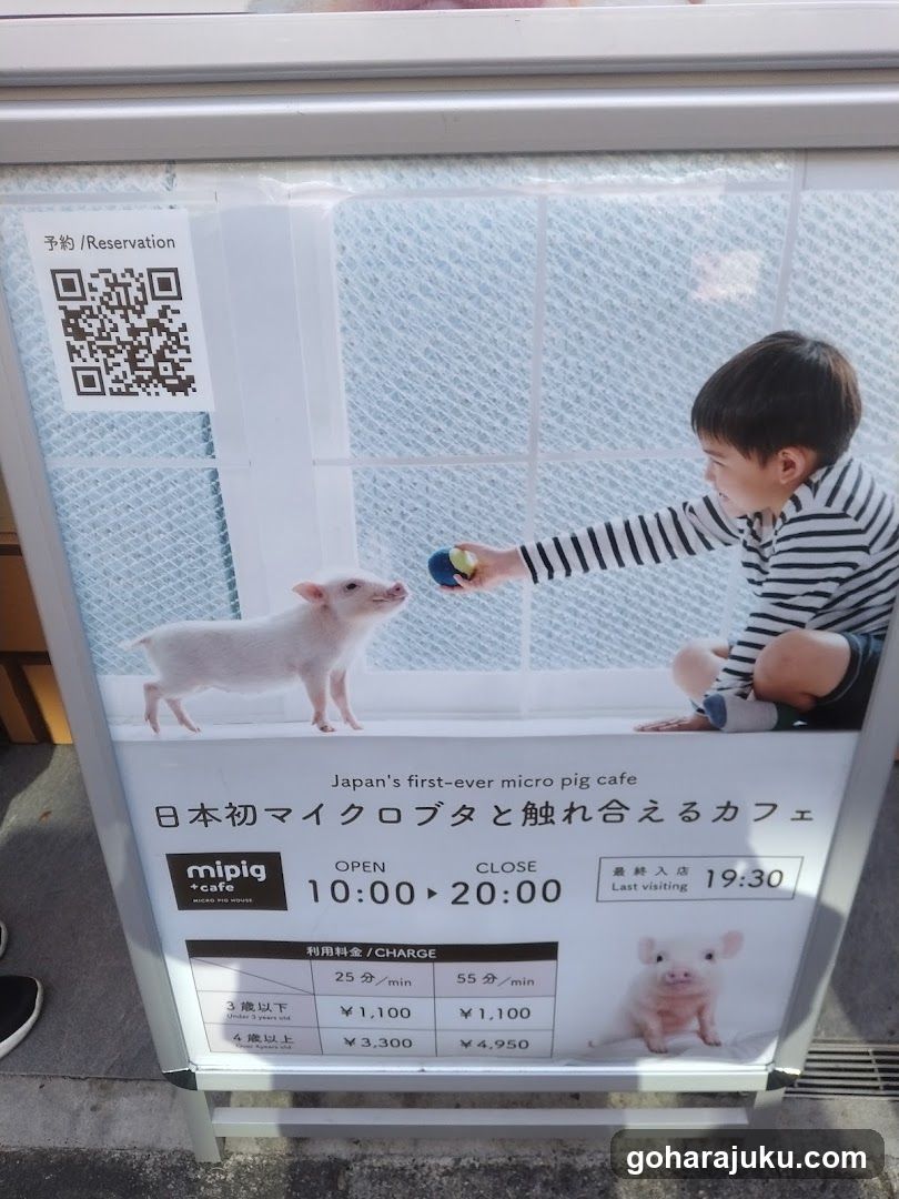 Micro Pig Cafe Ad
