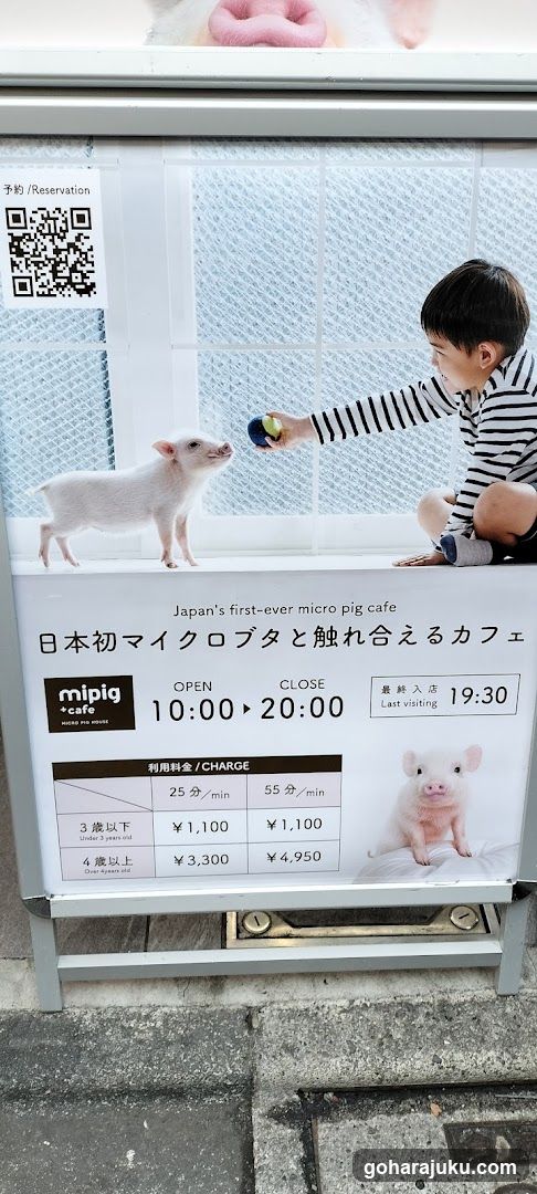Micro Pig Cafe Ad