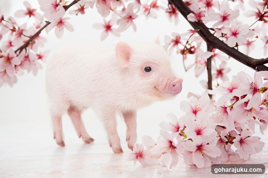 Piglet under cherry blossoms