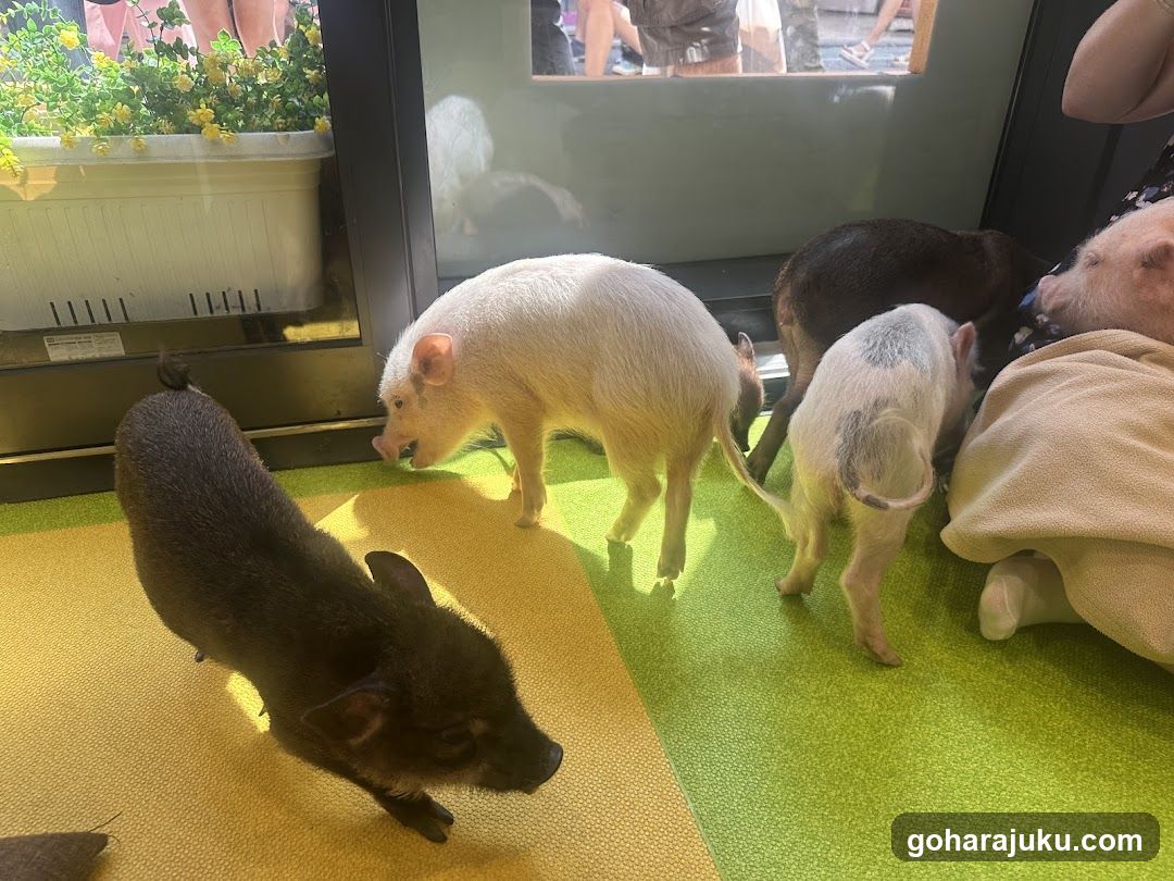 Piglets in an indoor enclosure