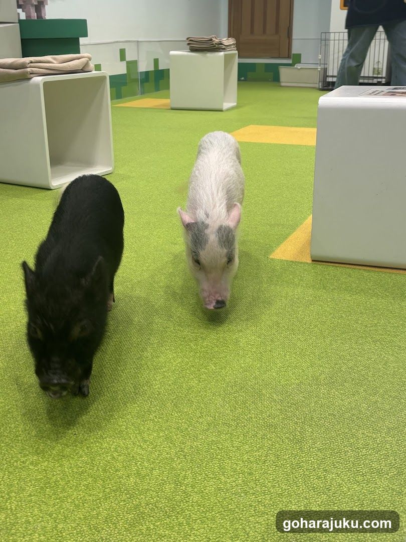 Pigs in an indoor space