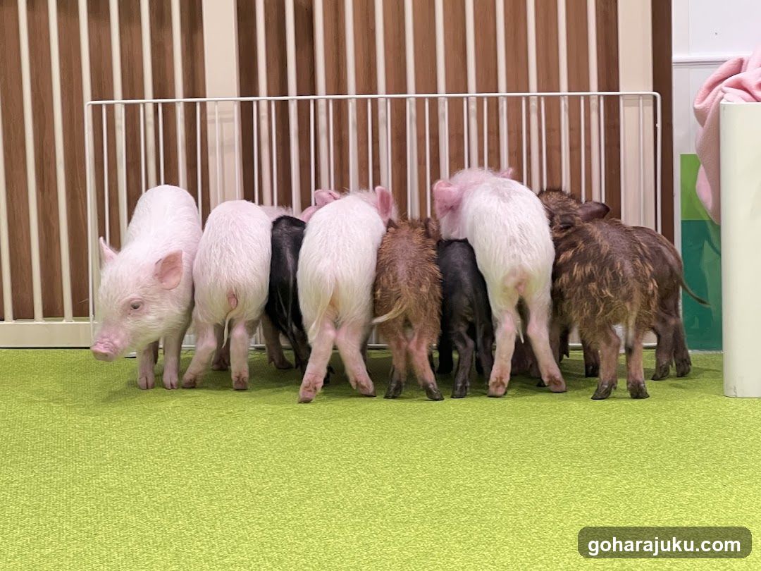 Piglets in enclosure