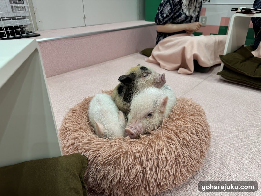 Piglets in a cozy bed