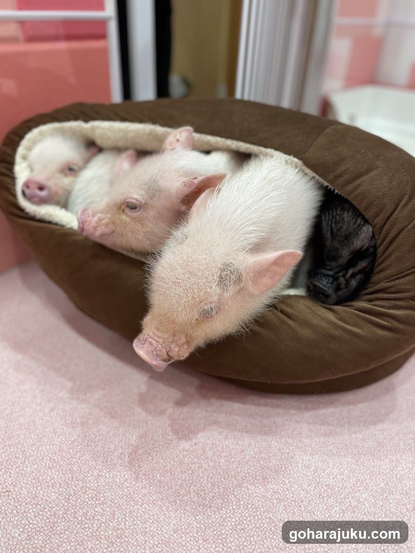 Piglets in a Bed