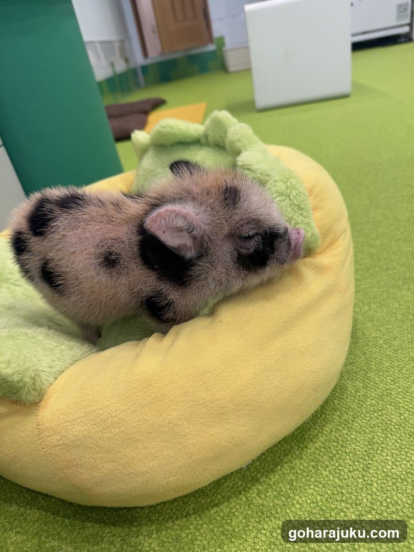 Sleeping spotted animal in plush bed