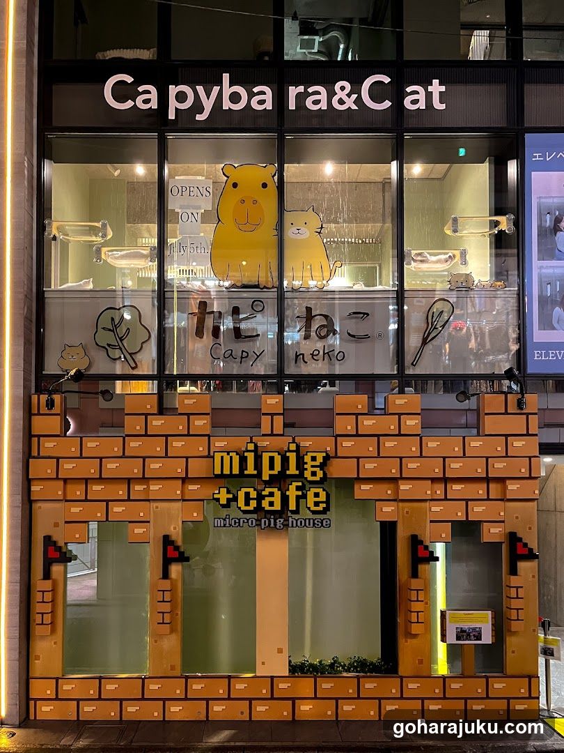mipig cafe