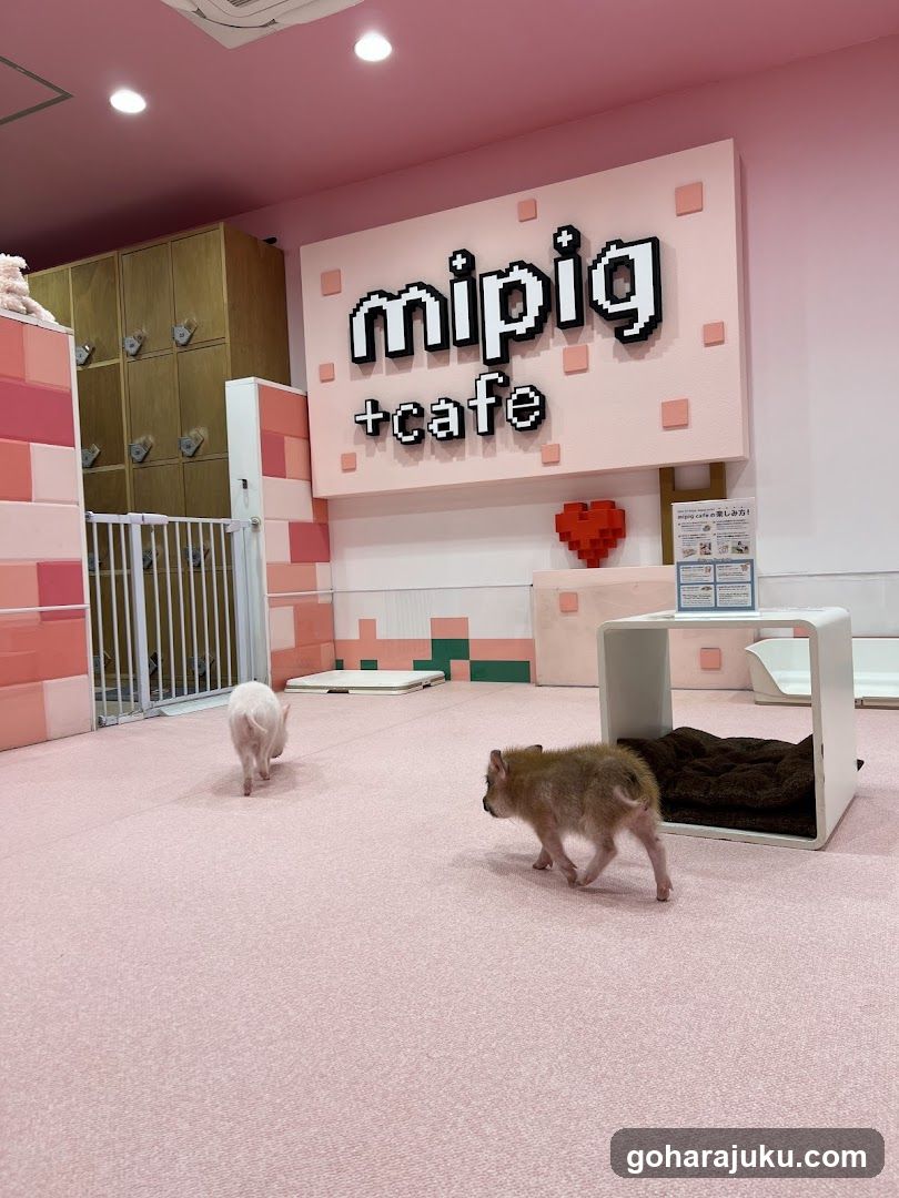 mipig + cafe interior scene