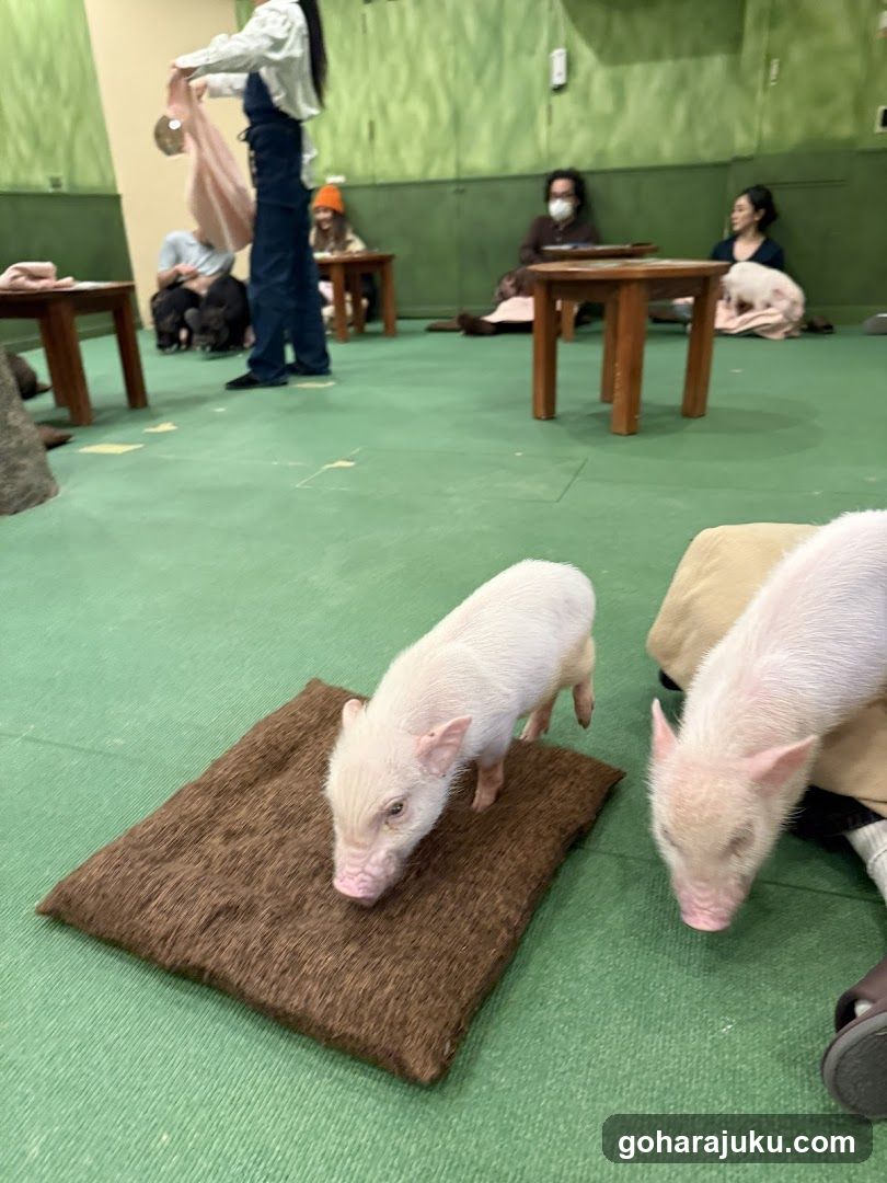 Pig Interaction Area