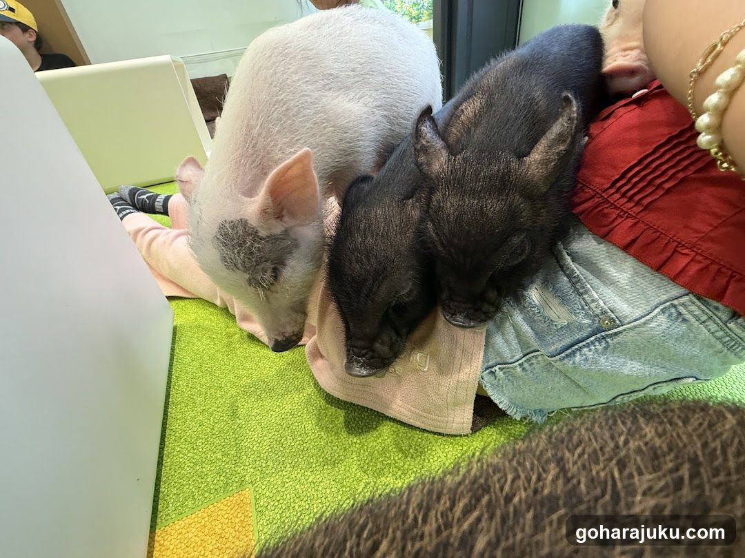 Pigs resting on a person's lap