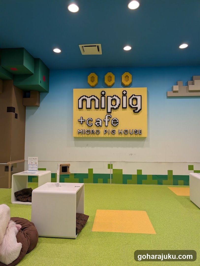 mipig + cafe interior