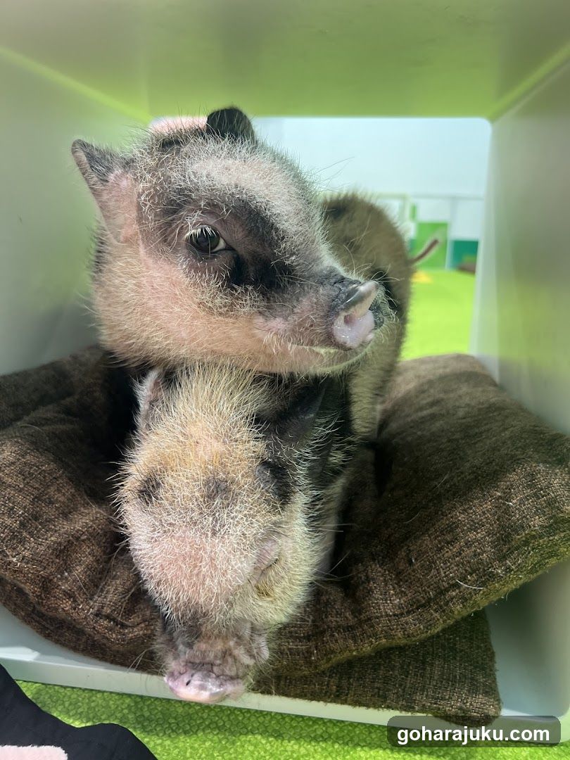 Two small animals in a box