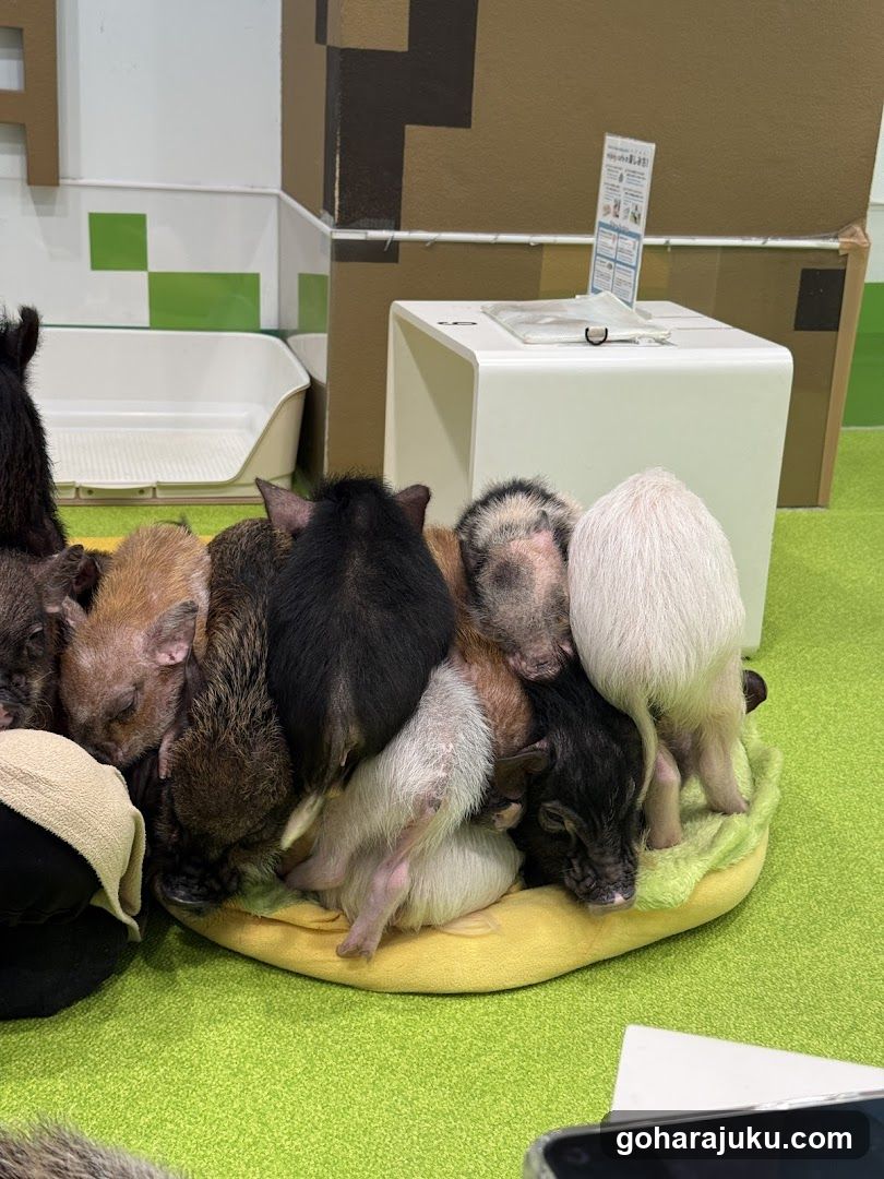 Group of Guinea Pigs Huddled Together