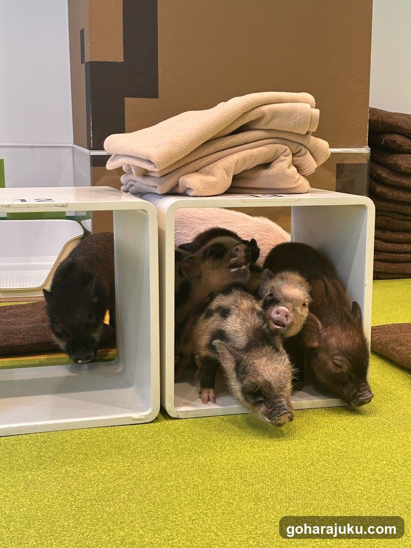 Piglets in Cubes
