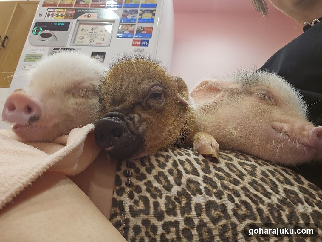 Sleeping Piglets