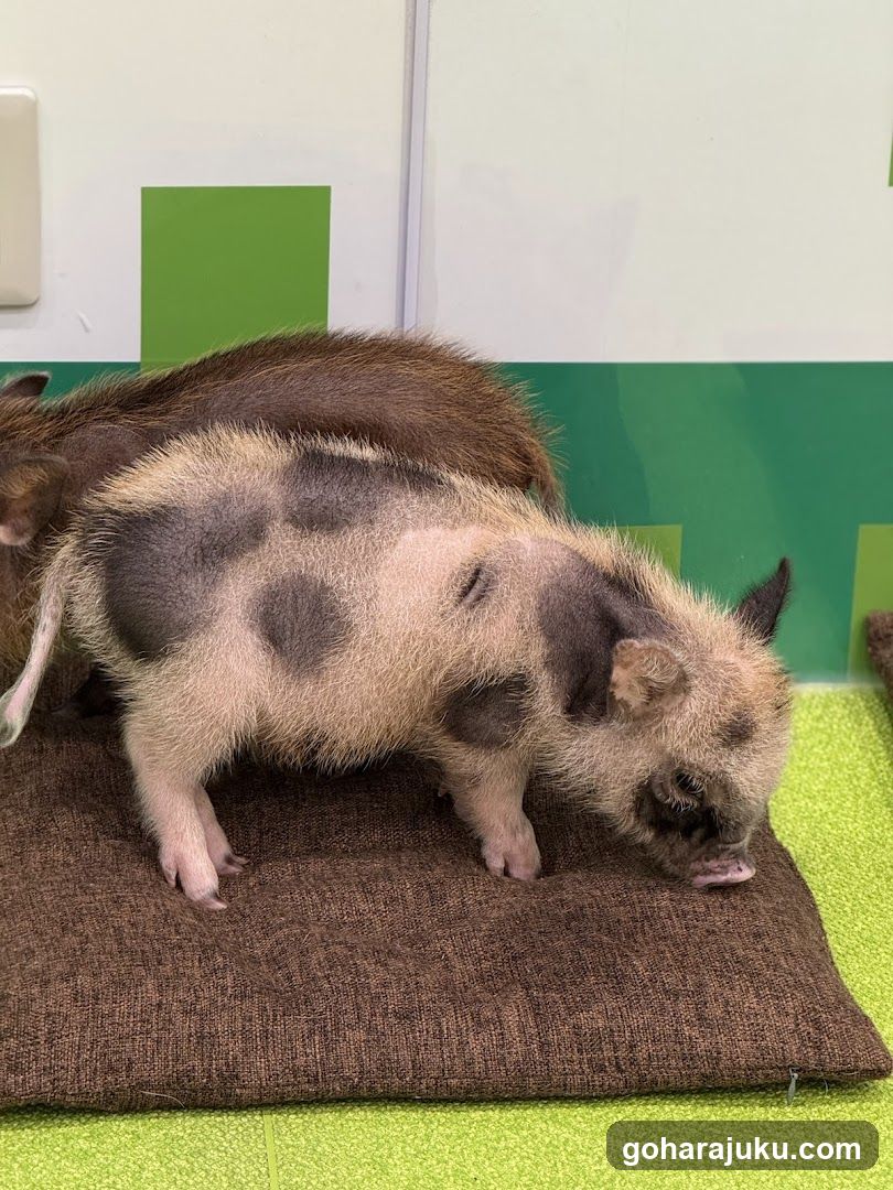 Piglets on a cushion