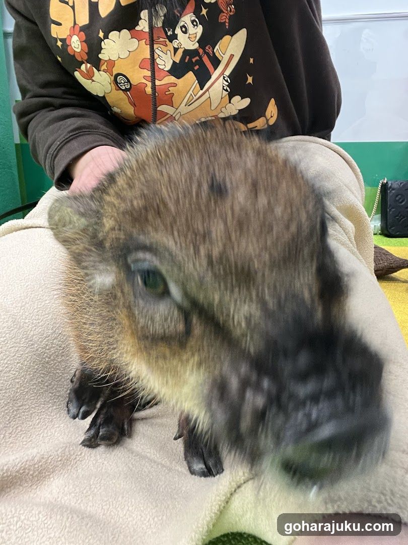 Baby Capybara on Lap