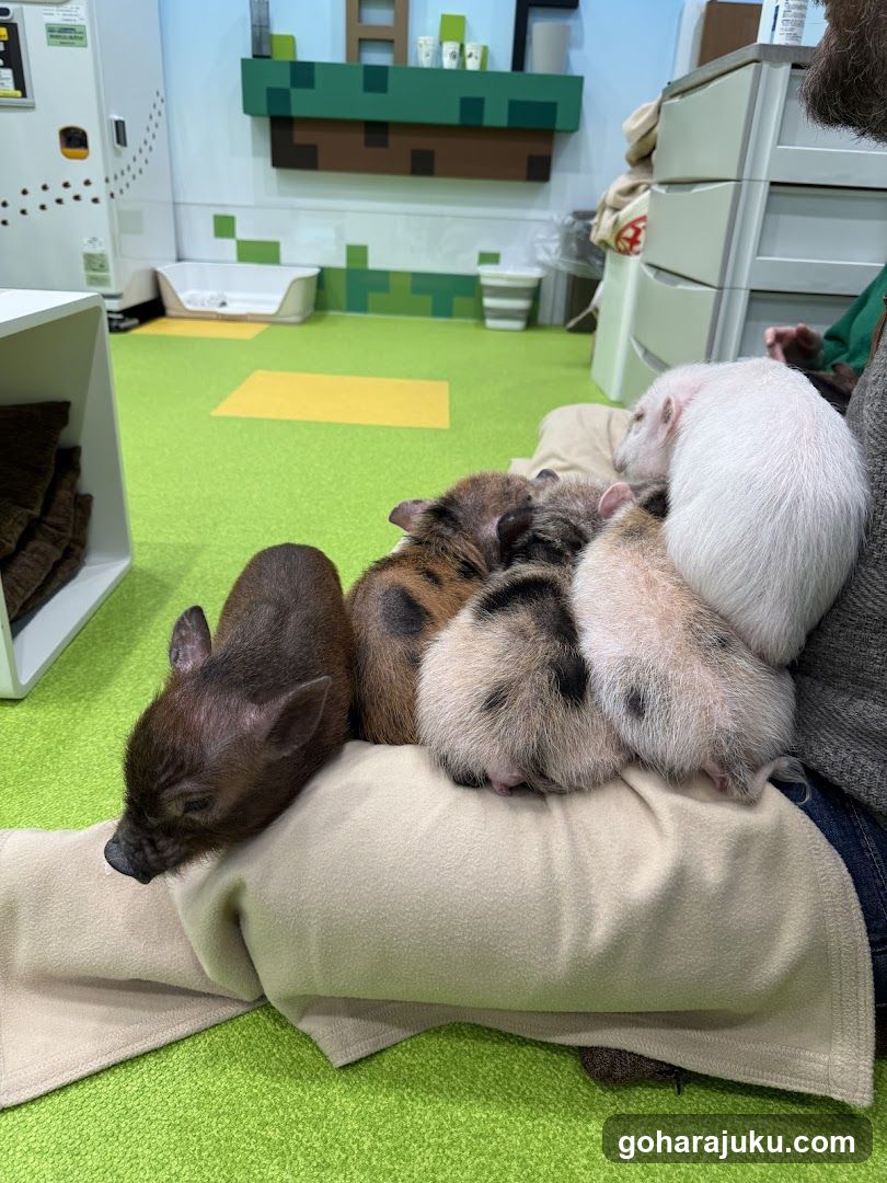Piglets on lap in themed room