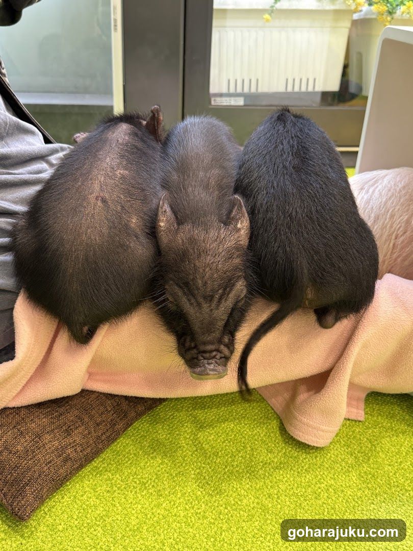 Three small animals resting together