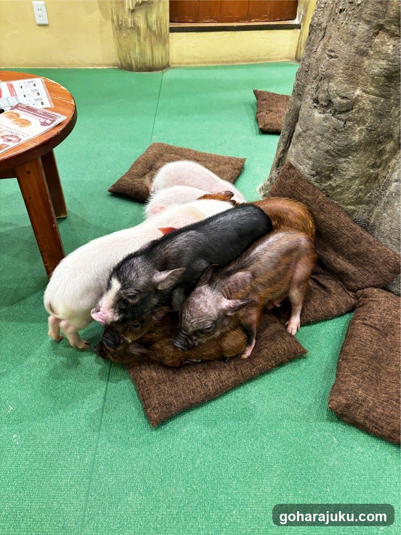 Pigs resting on cushions