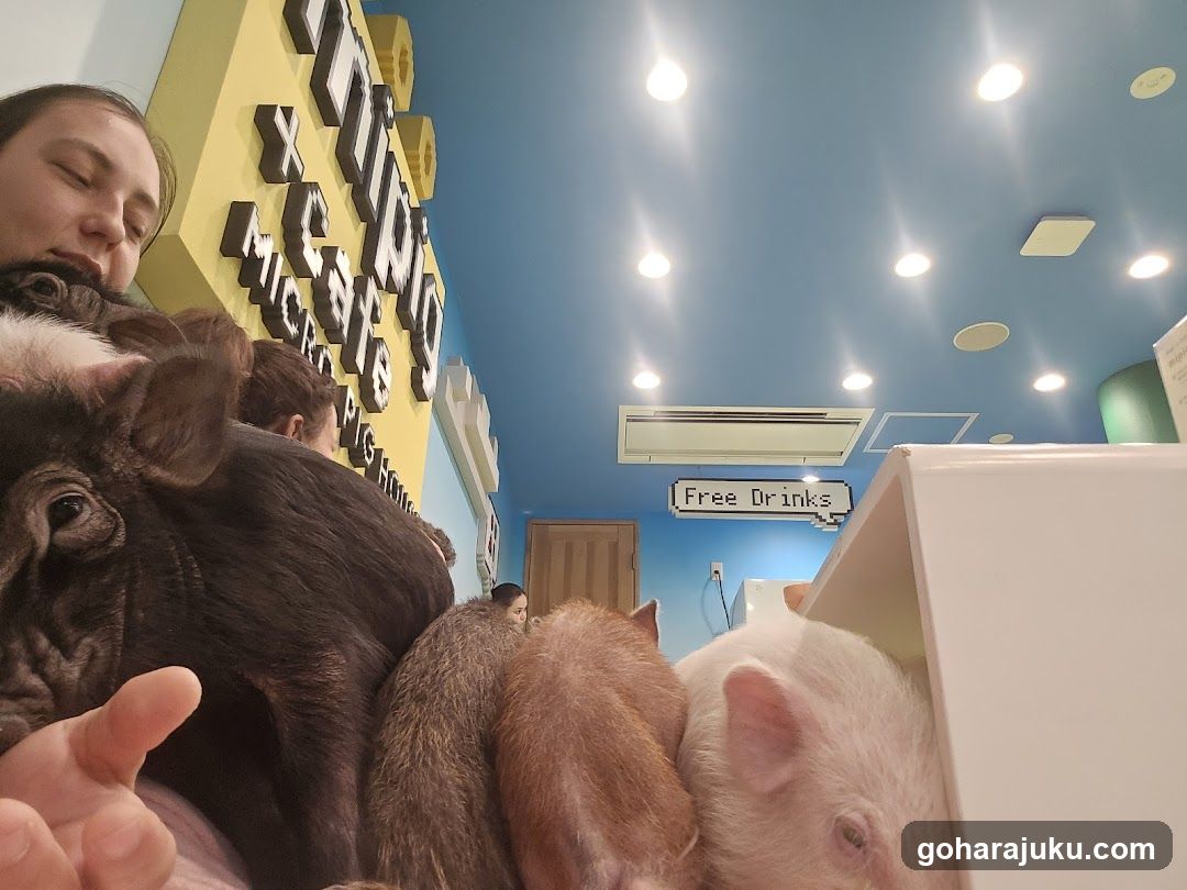 Pig Cafe Interior