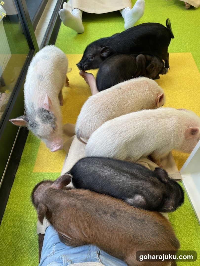 Piglets on a person's lap and nearby floor