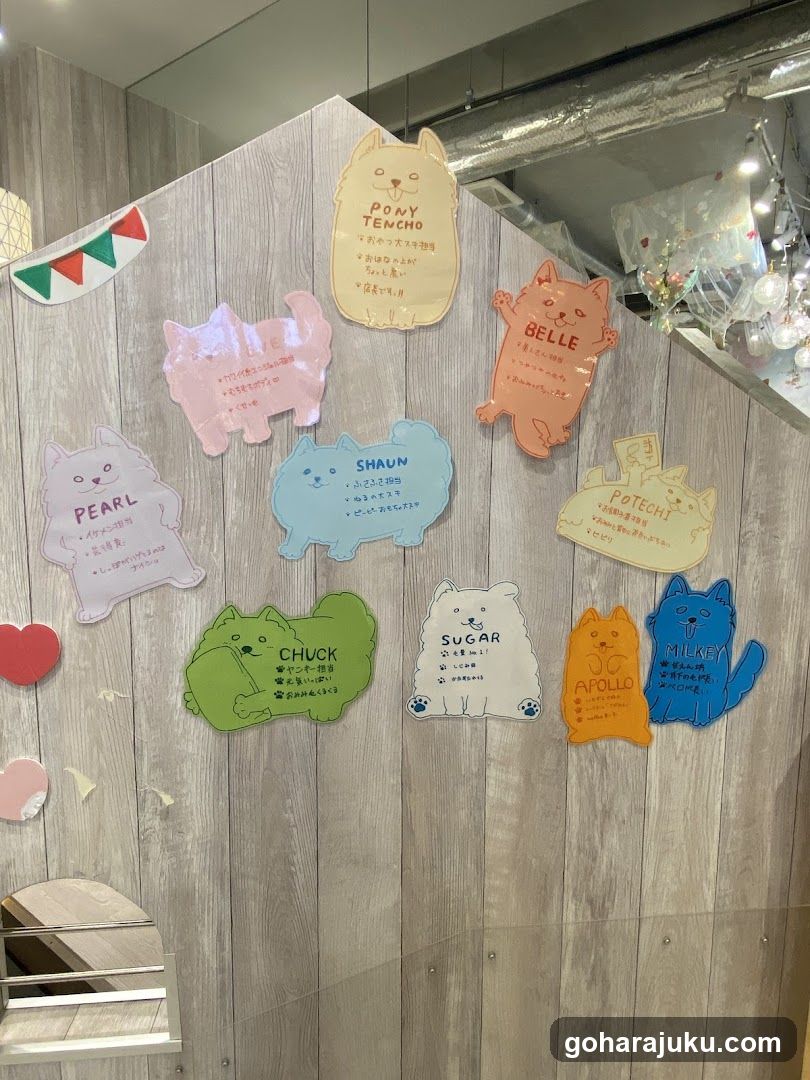 Samoyed Cafe moffu harajuku / Samoyed Lounge moffu
