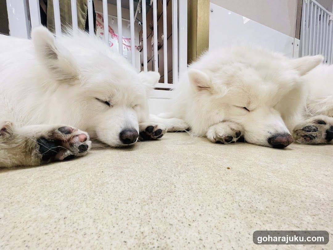 Sleeping White Dogs