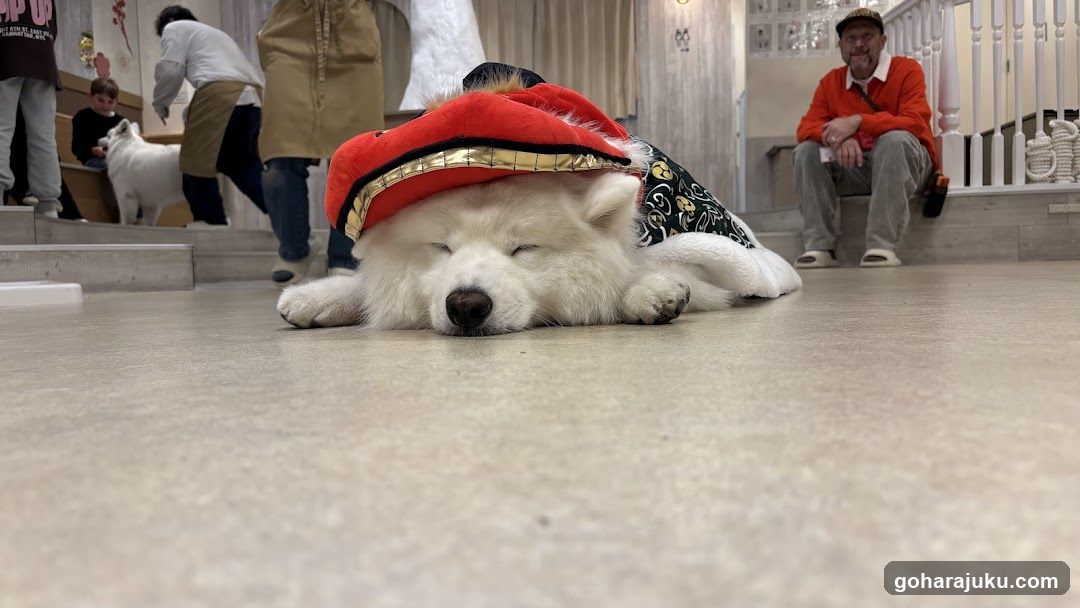 Sleeping Dog in Hat