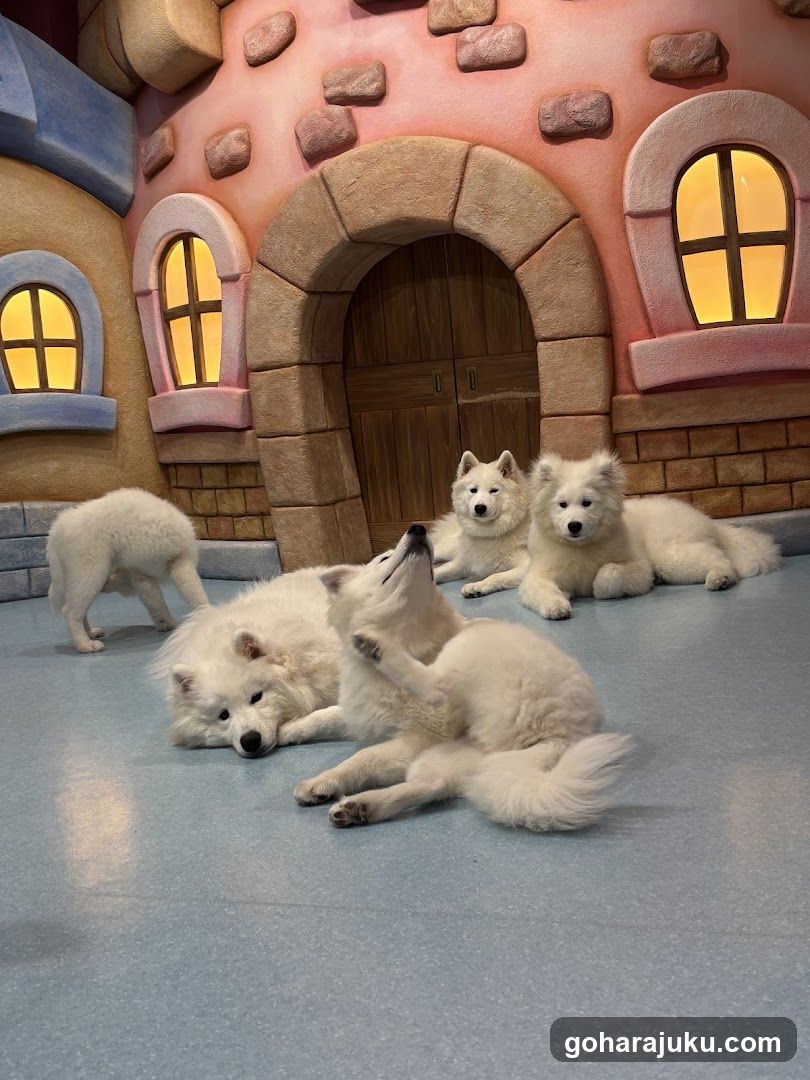 White Dogs in a Playhouse Setting