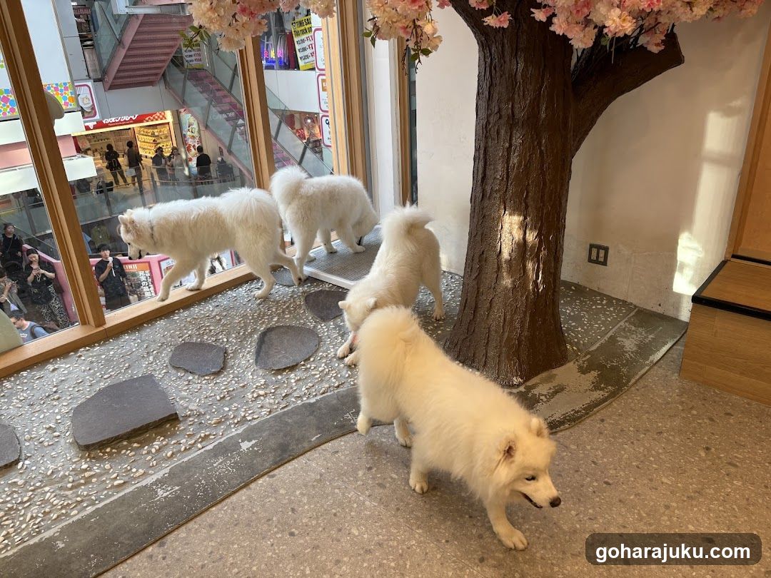 White Dogs in Mall Interior