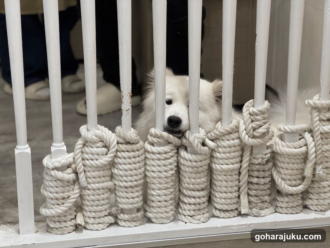 White Dog Behind Rope-Decorated Bars