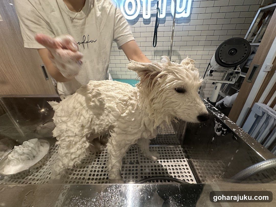 Dog Bathing Scene