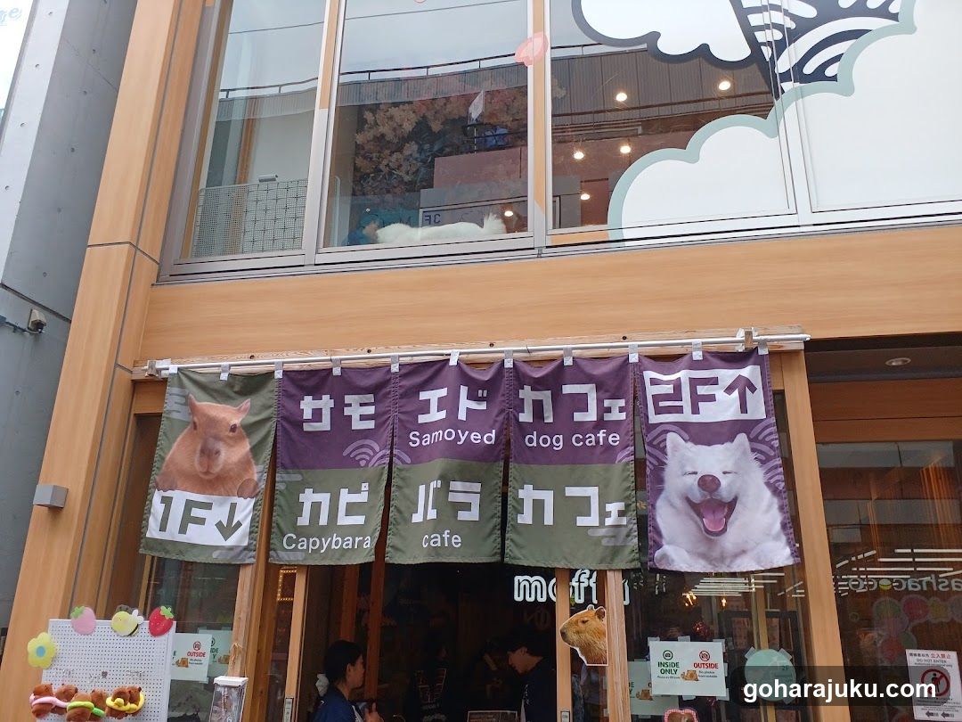 Samoyed Cafe moffu harajuku / Samoyed Lounge moffu