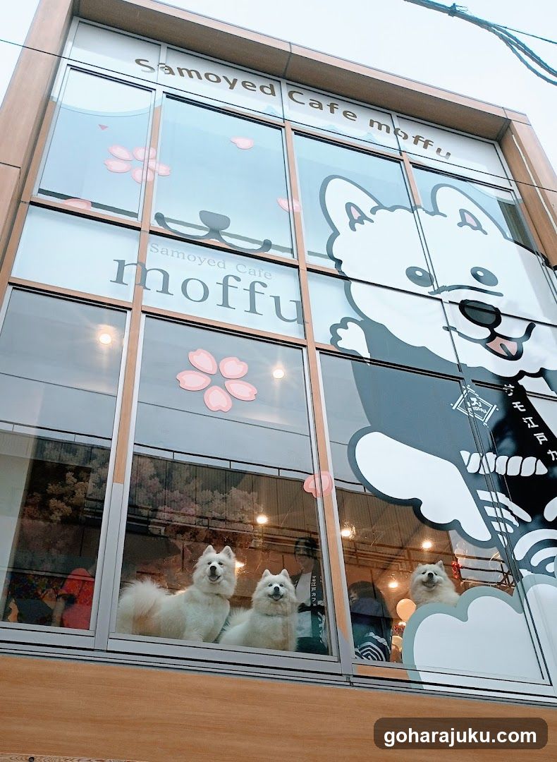 Samoyed Cafe moffu harajuku / Samoyed Lounge moffu