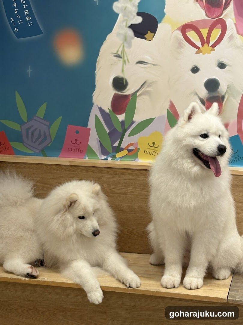 White Samoyed Dogs in Interior Setting