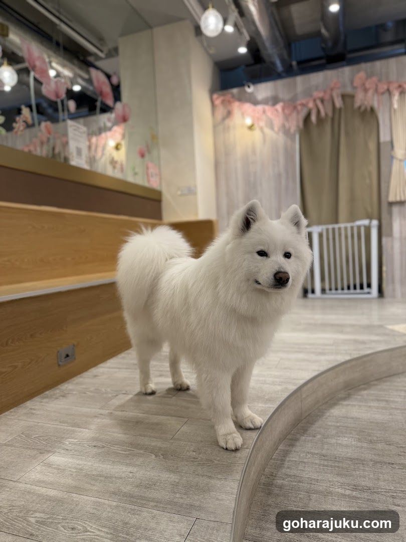 White fluffy dog in a pet shop interior