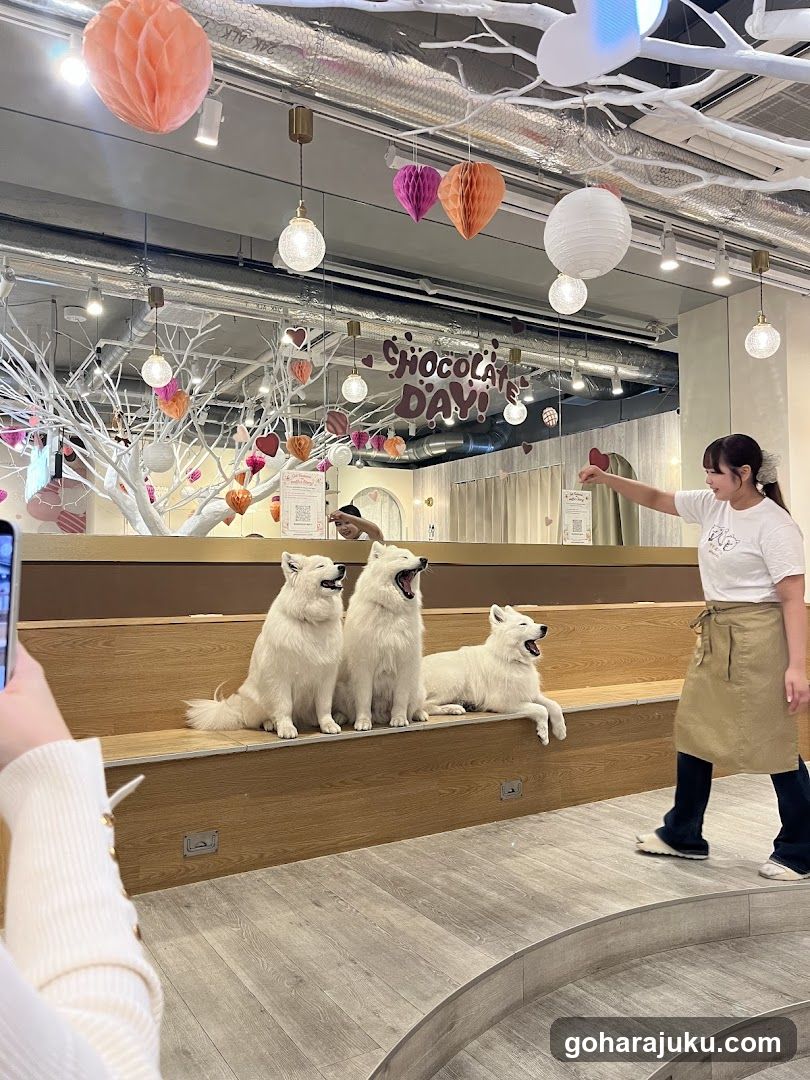 Chocolate Day Interior with Dogs