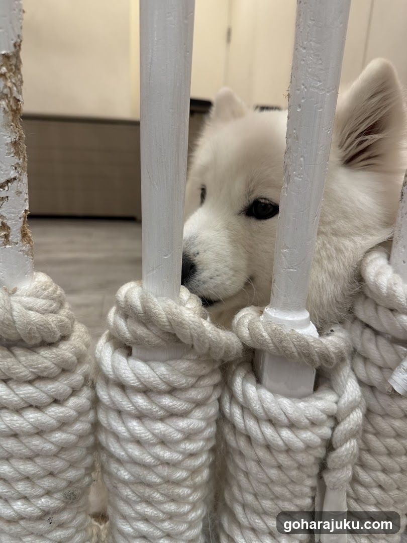 White Puppy Behind Rope Bars