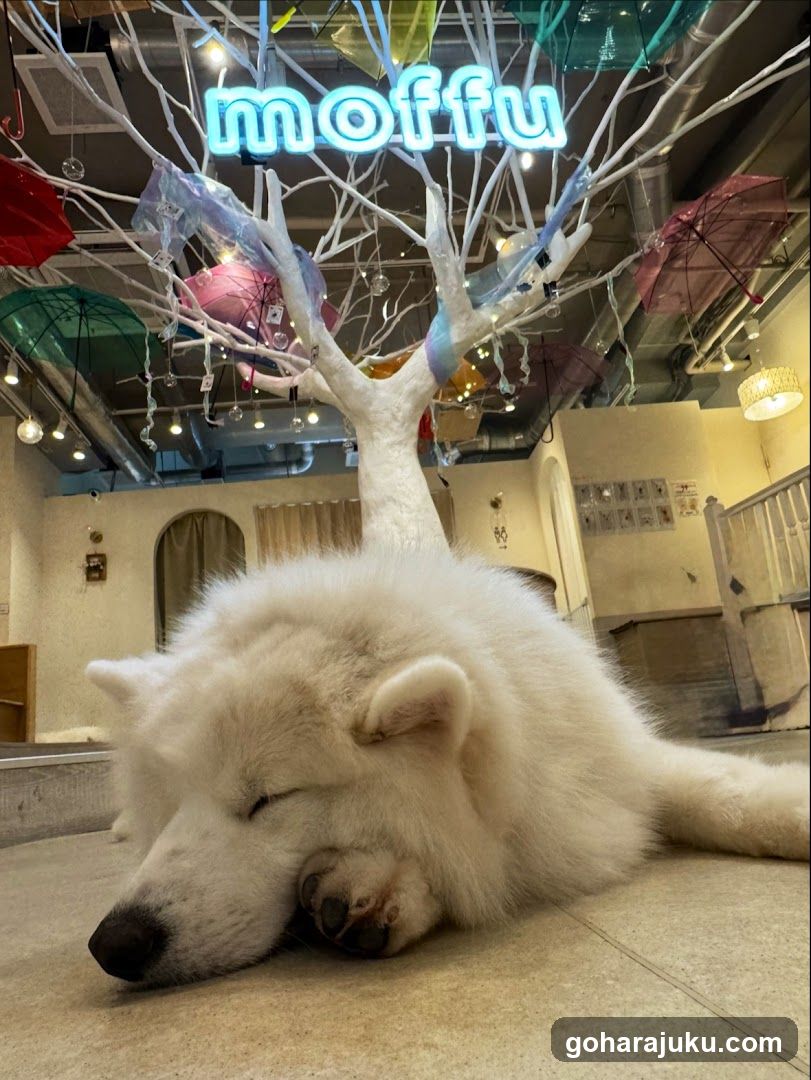 Moffu Interior with Sleeping Dog