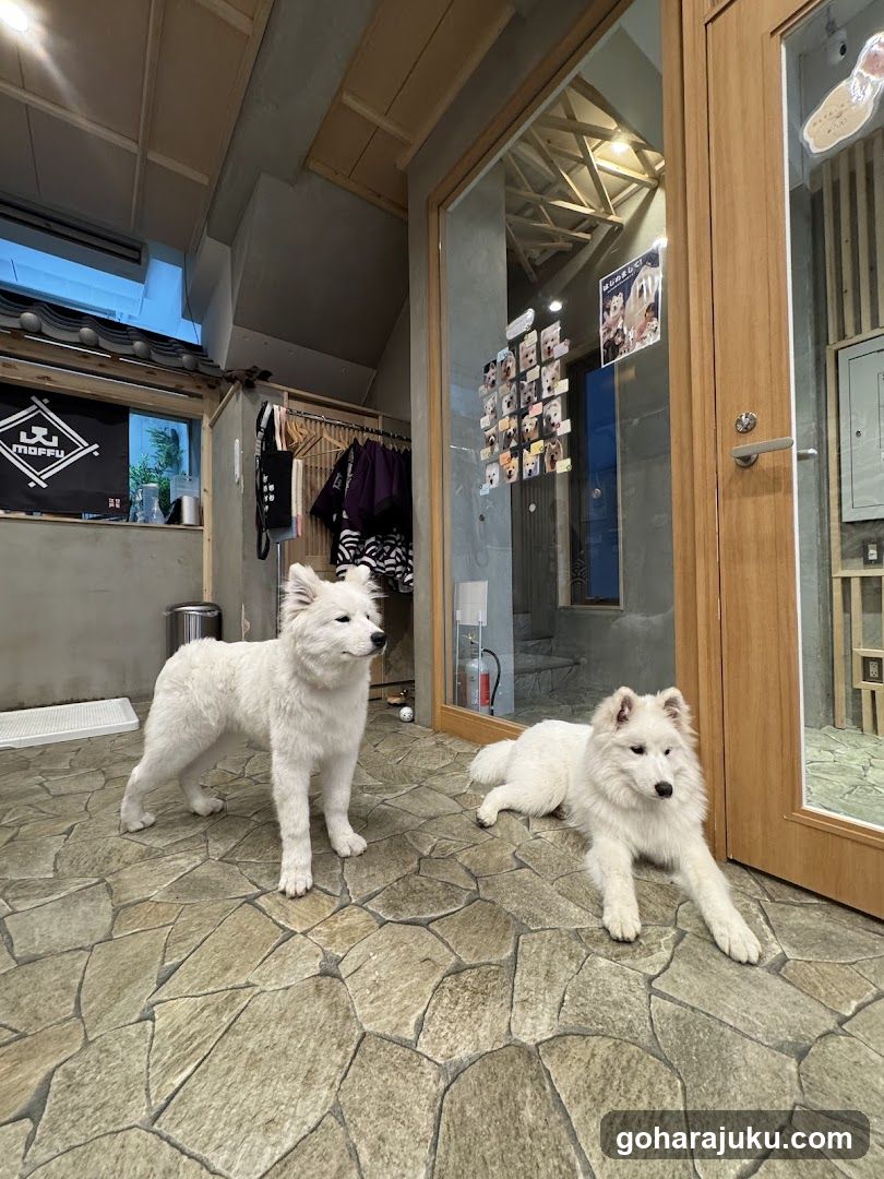 White Dogs at Shop Entrance
