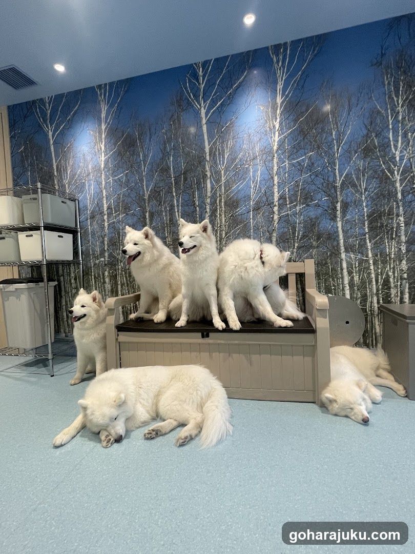 White Dogs in a Room with Birch Tree Wall Art