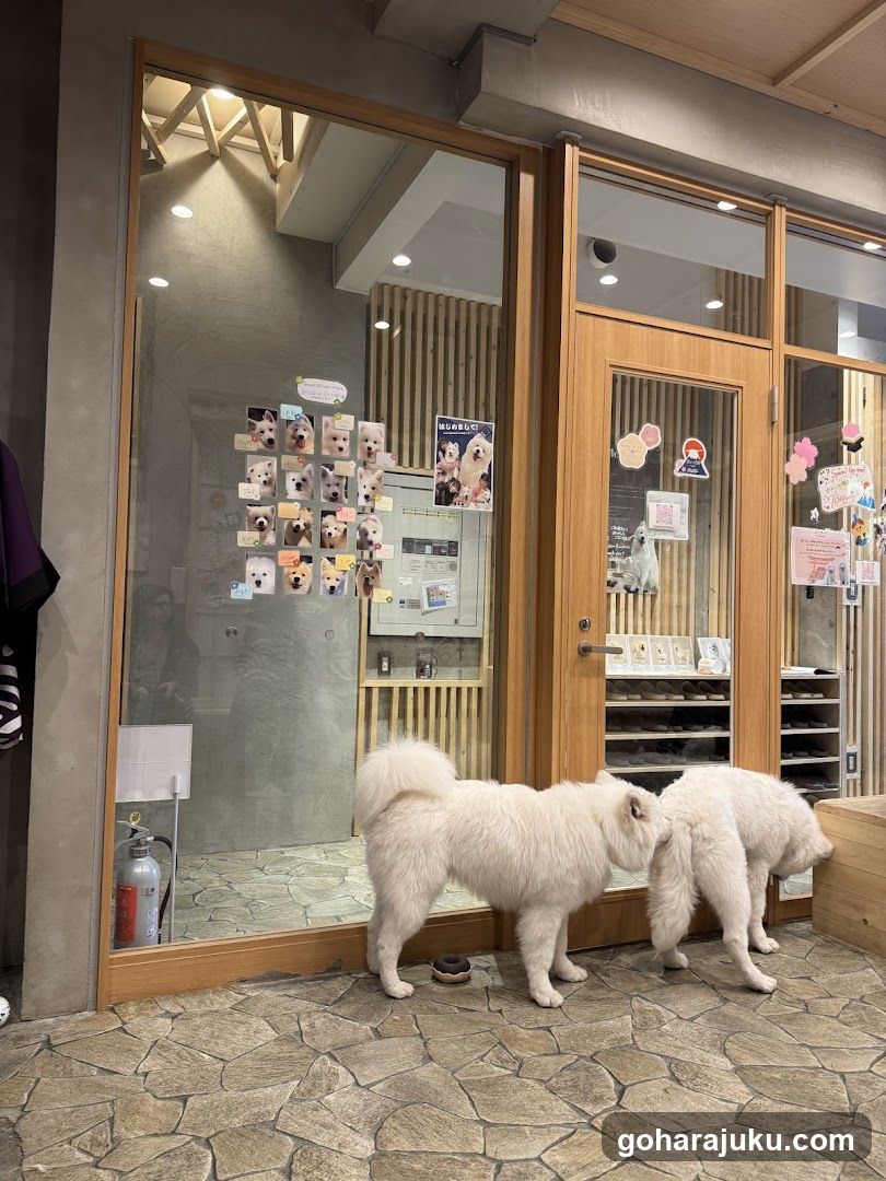Two white dogs at a shop entrance