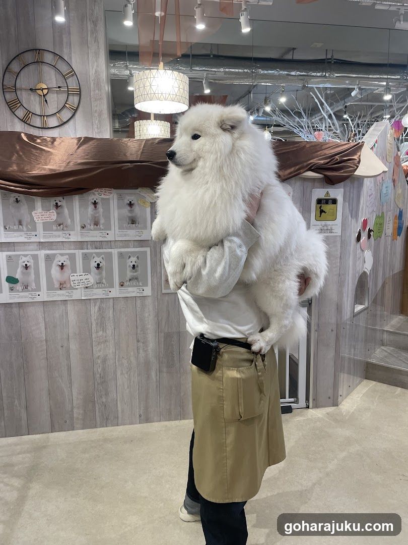 Person holding fluffy white dog indoors