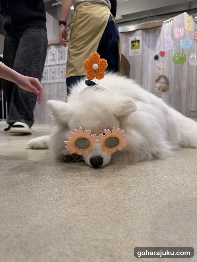 Flower-Themed Dog Photo