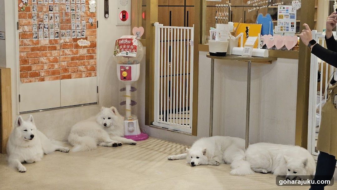 White Samoyds in a shop interior