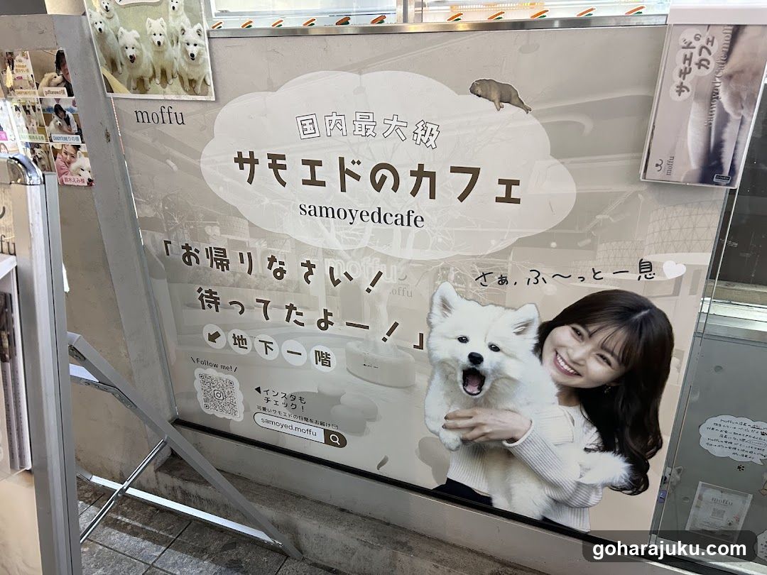 Samoyed Cafe Advertisement