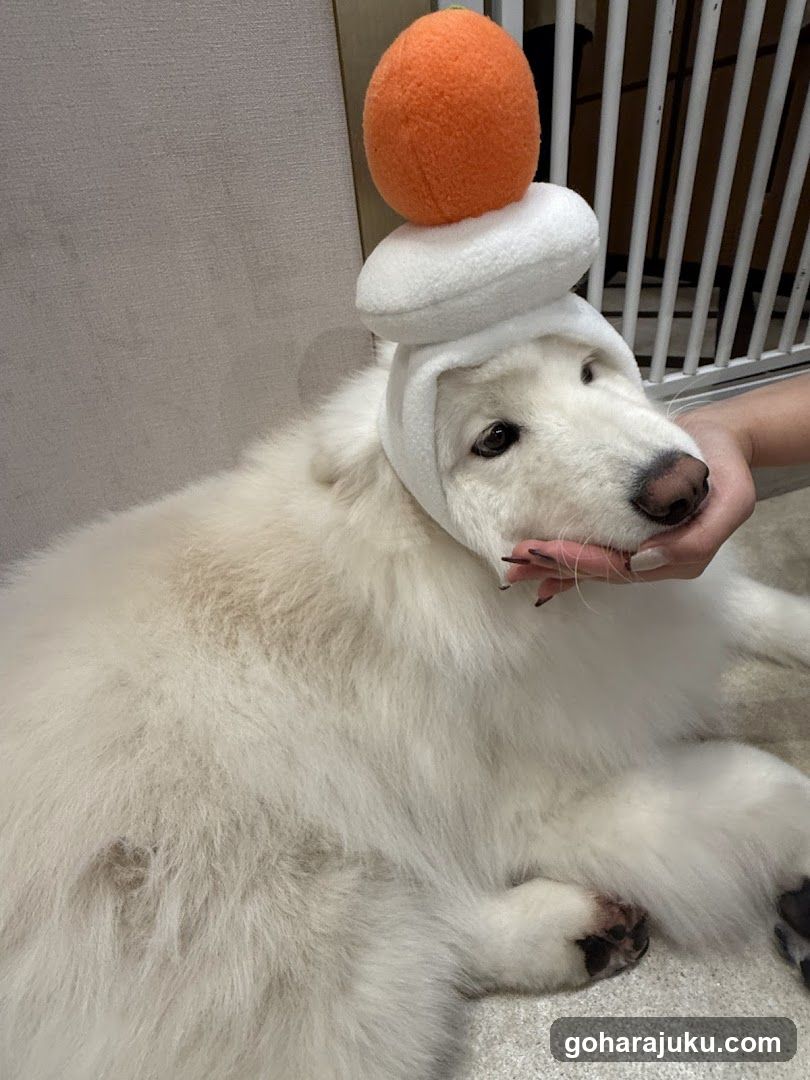 Dog in a hat