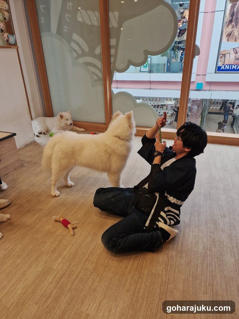 Person playing with dogs in a pet shop interior